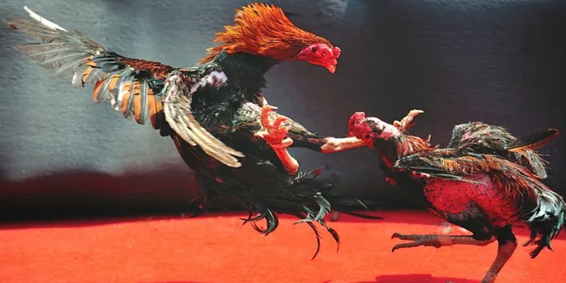 nohu09 c1 gà chọi